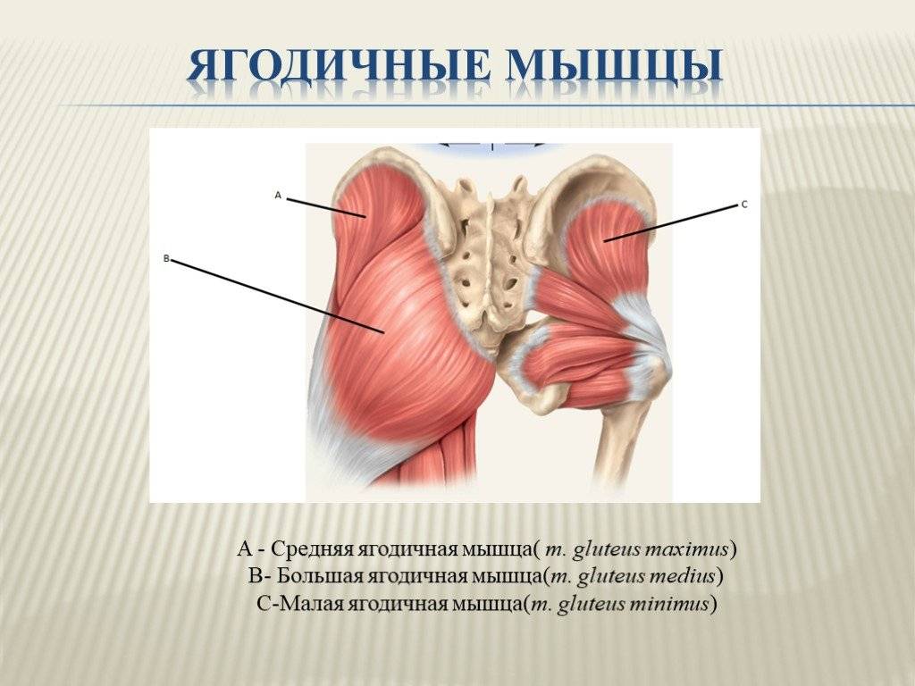 Большая ягодичная мышца - kinesiopro