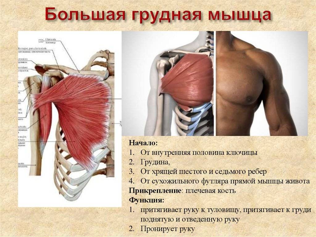 Анатомия грудных мышц,большая грудная мышца,малая грудная мышца