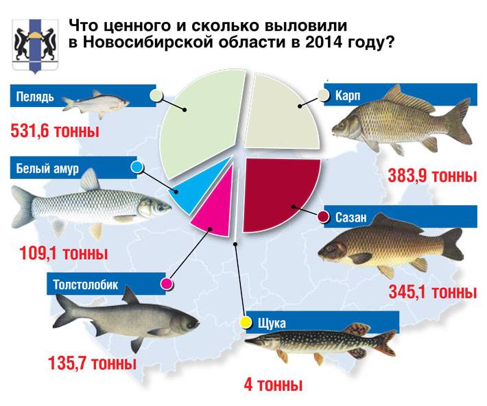 Обь какие рыбы. Рыбы Новосибирской области. Рыбы обитающие в Новосибирской области. Рыба обитающая в Оби. Рыба реки Оби.