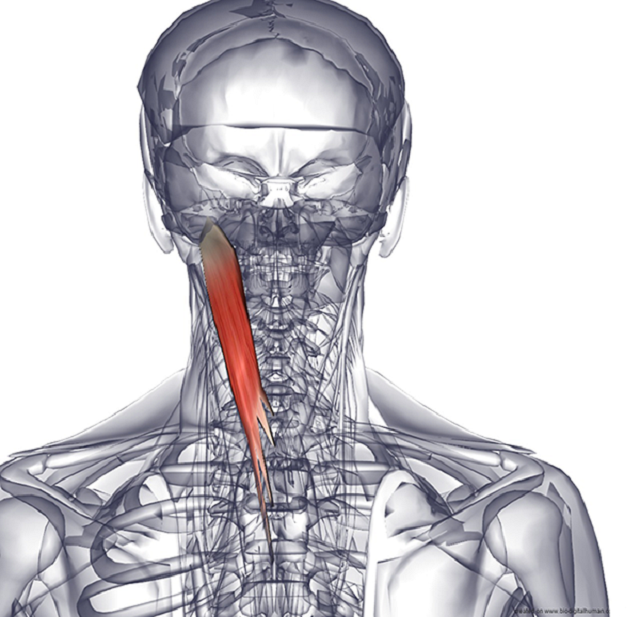 Болит шея: что делать? | клиника физической терапии kano (минск)