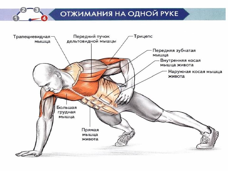 Программа тренировок с отжиманиями: как правильно накачать грудные мышцы | xn--90acxpqg.xn--p1ai