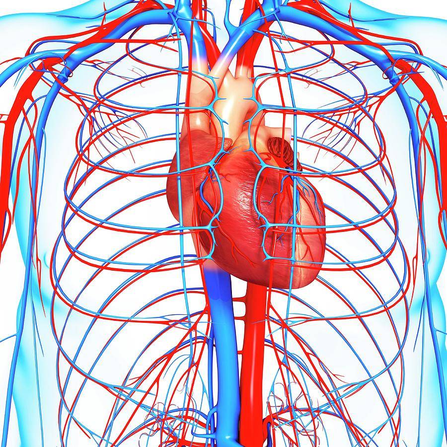 Полезно ли плавание для сердца и сердечно-сосудистой системы?