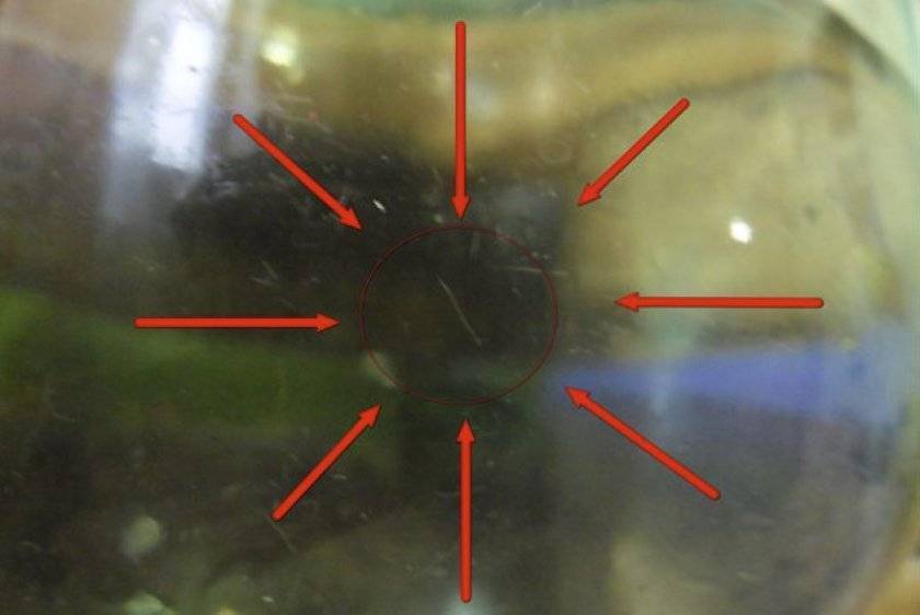 Пленка на поверхности аквариума - причины появления