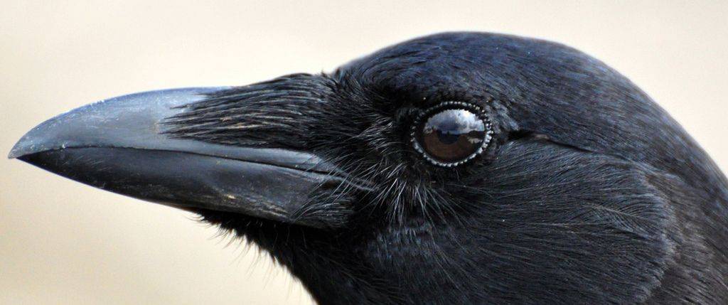 Как правильно делать мудру “клюв вороны”?