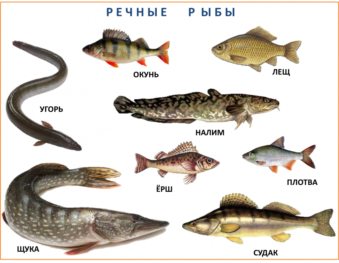 Какие рыбы водятся в море. Промысловые рыбы Балтийского моря. Пресноводные рыбы Балтийского моря. Рыбы Балтийского моря таблица. Пресноводные рыбы для детей.