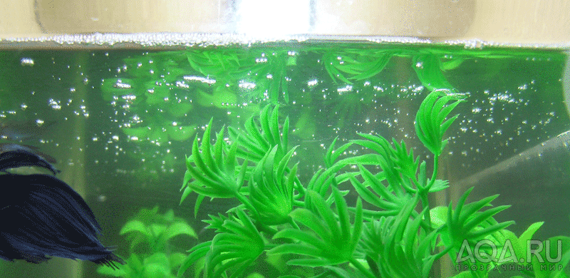 Почему пенится вода в новом аквариуме: причины появления пены