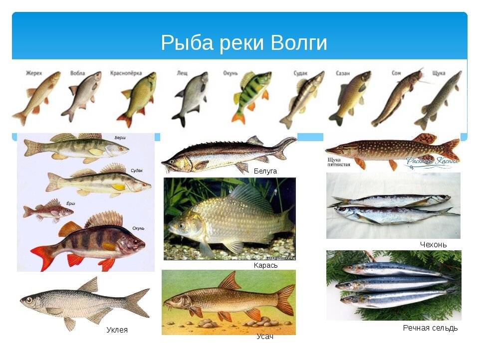 Рыболовам на заметку: какая рыба водится в реке Кама?