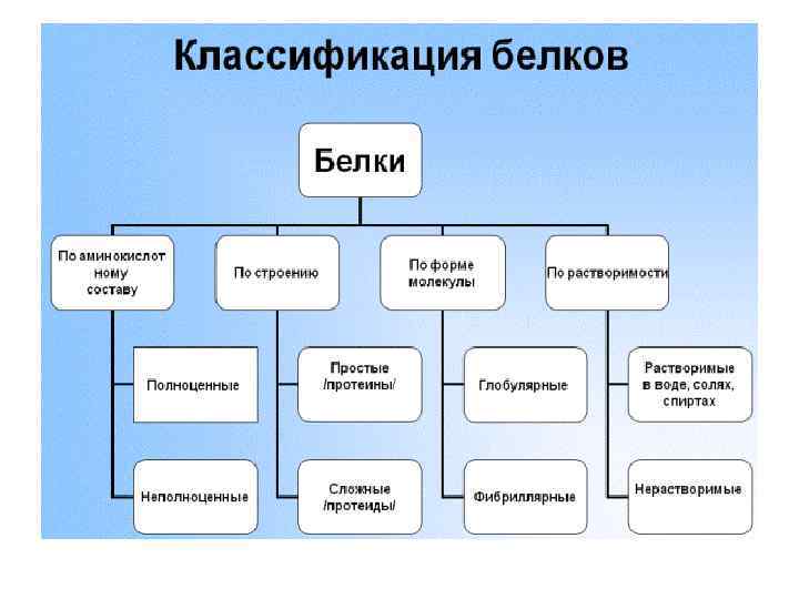 Функции и классификация простых и сложных белков в биохимии